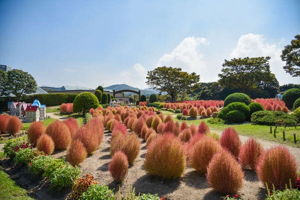 【東萩駅発】響灘緑地グリーンパーク「秋バラ&コキアの紅葉」と水巻町のコスモス 日帰り2